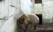 Тъжно, но факт: Лъвове, мечки и тигри живеят в голи бетонни клетки на 50 години