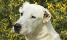 Къде се чества национален празник на Алабайската овчарка