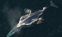 Водолаз оцеля, след като бе глътнат от кит
