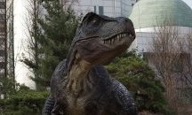 Почти половината американци вярват, че динозаврите все още обикалят из Земята