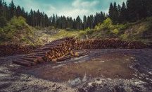Шефът на Агенцията по горите: Краде се жестоко