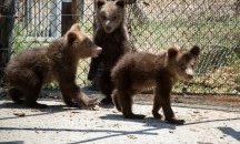 Спасените мечета от Родопите вече са в Гърция