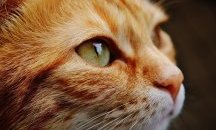 5 признака, че котката не ви обича