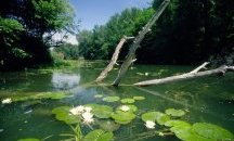 WWF с призив към МОСВ да оттегли предложения, застрашаващи реките
