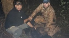 Заловиха мечка, тормозила габровски квартал