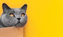 Приложение превежда „котешки език“
