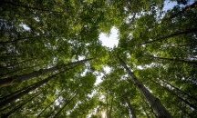Горите в Амазония изчезват с шокираща скорост