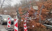 Коледна елха изникна от дупка на пътя