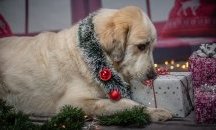 Защо не бива да се подаряват домашни любимци