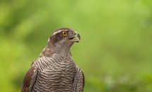 Откриха защо намаляват грабливите птици