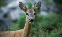 Сърна е застреляна до туристическа пътека на Витоша