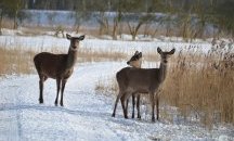 Учени откриха Омикрон и сред дивите животни