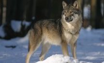14-годишно момиче е било нахапано от избягалия вълк в Хасково