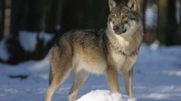 14-годишно момиче е било нахапано от избягалия вълк в Хасково