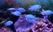 В Китай тестват вече и рибите за коронавирус