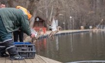 След отстрела: Езерото в Благоевград с нови обитатели