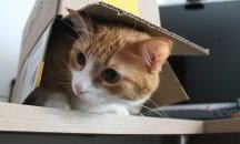 Защо котките обожават кутии и кашони?