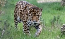 Почина ягуарът Крейзи от Софийския зоопарк