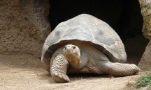 Откриха нов вид костенурка