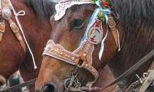 Празнуваме Тодоровден