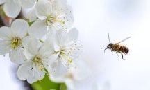 Създадоха хартия от цветен прашец