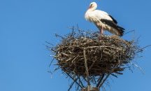 Стартира конкурс за рисунки на тема „Електрическите стълбове – дом на дивите птици“