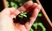 Отгледаха растения в почва от Луната