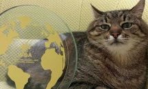 Украински котарак стана най-добър инфлуенсър в света