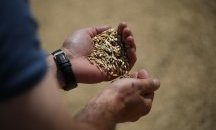 Затягат контрола върху търговията със зърно