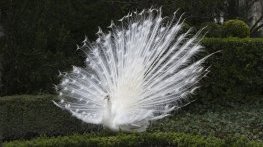 Пакет зрънчо погуби бял паун в зоопарка в Стара Загора