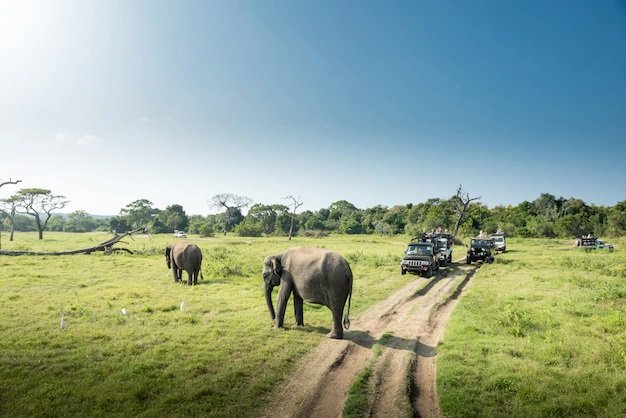 сафари в Африка https://boiana-mg.bg/ekzotika-afrika