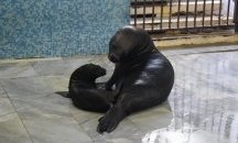 Бебе тюленче се роди в делфинариума във Варна
