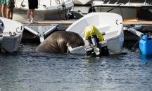 Умъртвиха морж, превърнал се в атракция в Норвегия