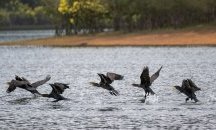 Корморани се заплетоха в рибарски мрежи край Камен бряг