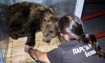 Паркът за мечки в Белица с нов обитател