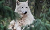 В Китай показаха първото клонирано полярно вълче