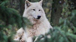 В Китай показаха първото клонирано полярно вълче