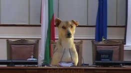 „Ка́жи честно“: Пръв сред равни