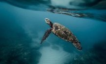 Откриха вкаменелости от морска костенурка голяма колкото автомобил