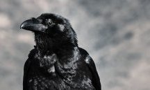 Враните могат да фокусират вниманието си като хората