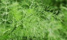 Копърът – вълшебен еликсир при уморени очи и бръчки