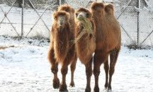Животните в Софийския зоопарк се радват на зимата