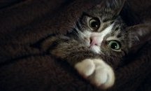 Котките са опитомени преди 12 хил. години