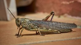 ЕС разрешава използването на насекоми в храните