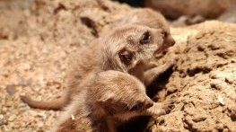 Столичният зоопарк показа бебета сурикати