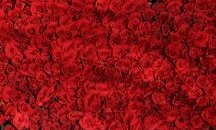Червената роза като символ
