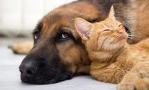 Община Сливен работи за овладяване на популацията на бездомни кучета и котки. Къде се подават сигнали?