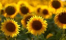 Българското противопоставяне на забраната за внос на украински стоки
