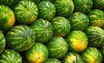 Динята като символ на палестинската кауза