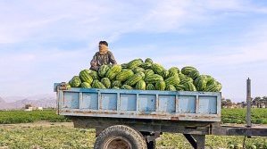 Последните издихания на режима